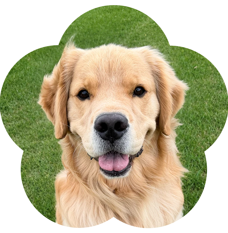 lewis